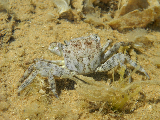 Richiesta identificazione granchio